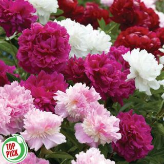 Fragrant Double Peony Mix Thumbnail
